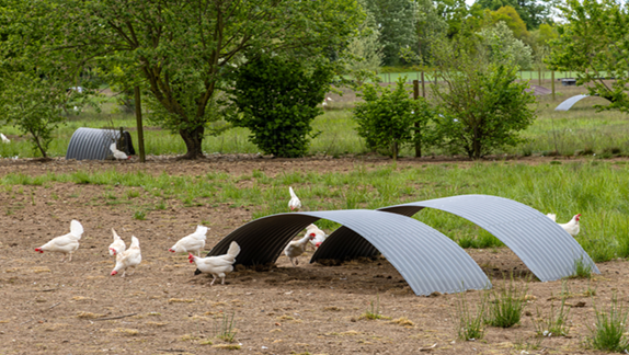The image shows chickens in an outdoor area with grassy patches. There are several arc-shaped metal structures that likely serve as overhead covers for the chickens. Trees and vegetation are in the background.